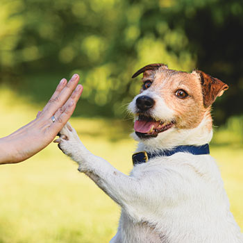 Thompson River Animal Care Shelter - 50/50 Raffle - Help Pets, WInd BIG!
